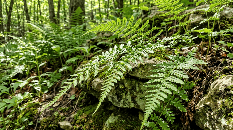 Bulblet Fern